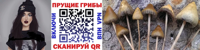 Купить где  Старый Крым  Псилоцибиновые грибы Cubensis 